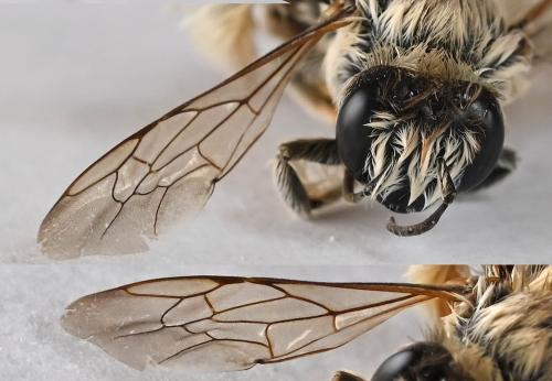 Réf. 347 893 : Dasypoda (hirtipes-morawitzi)